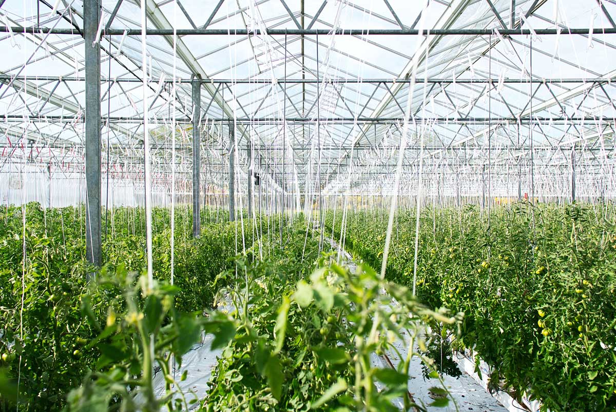 Crop Productivity Solutions