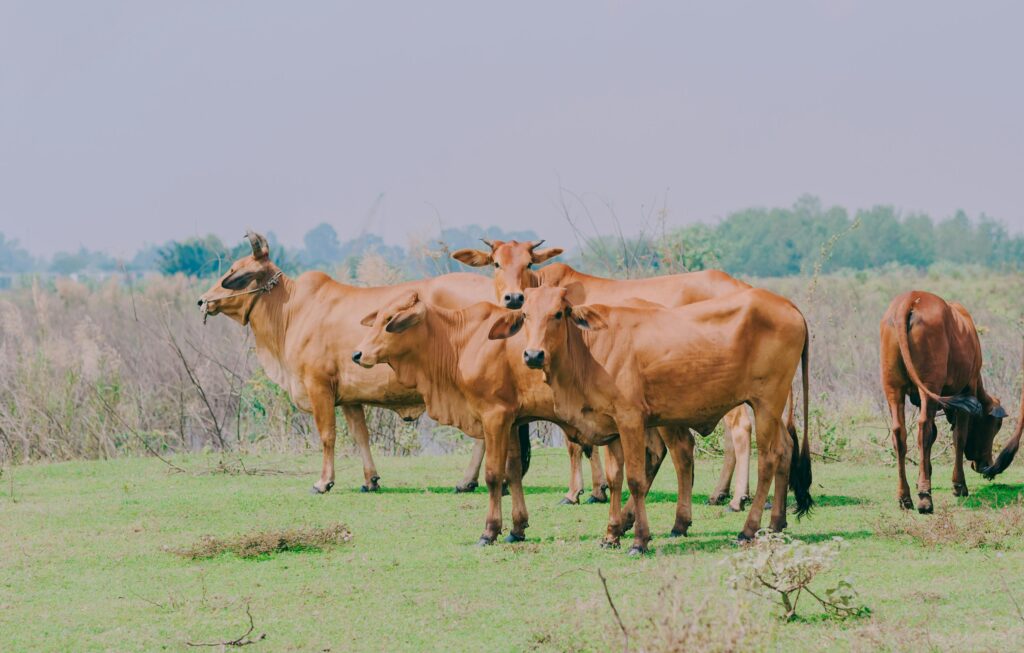 A peaceful herd of cattle grazing in a lush, open grassland under a clear sky.