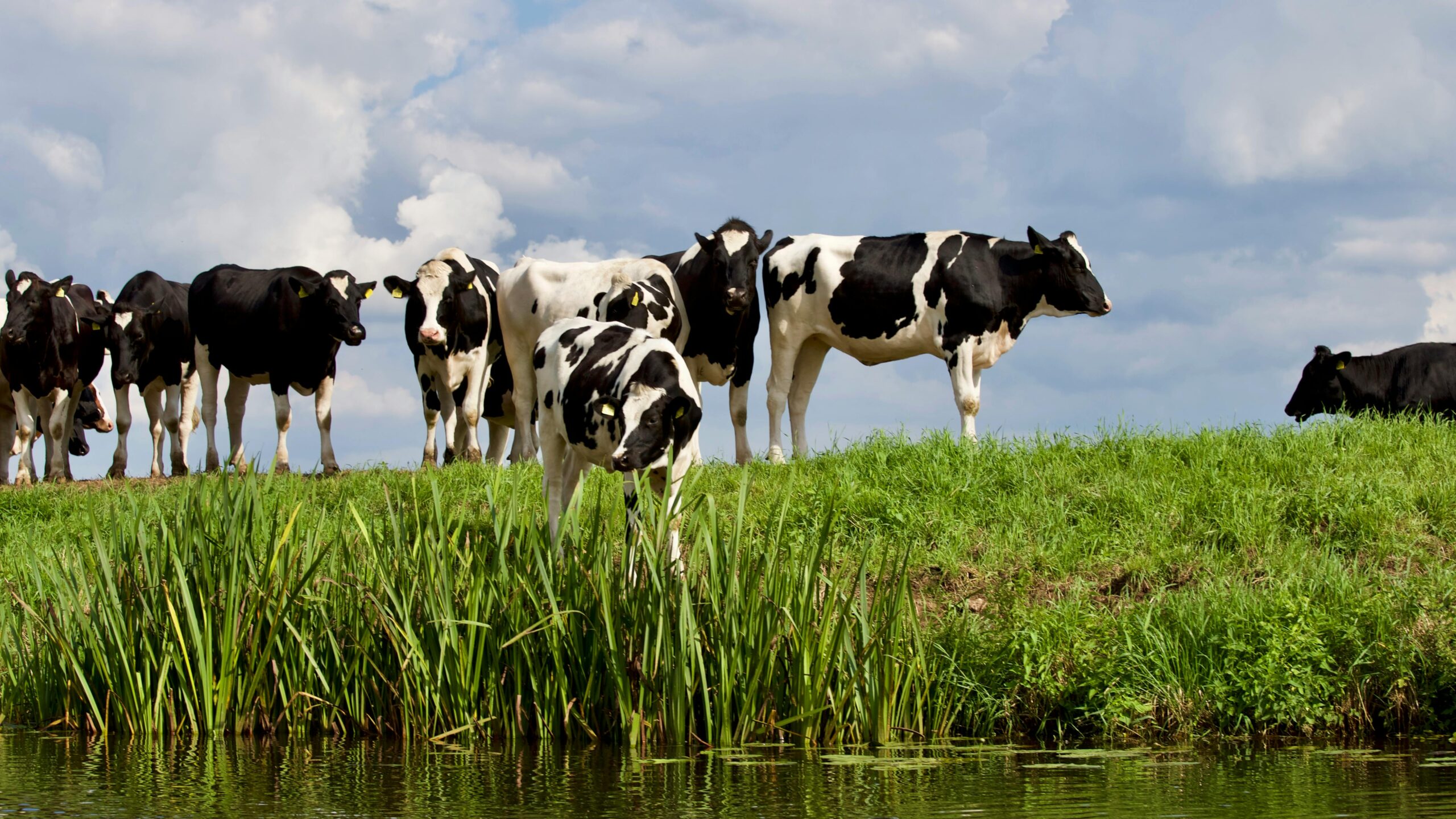 Livestock Technologies